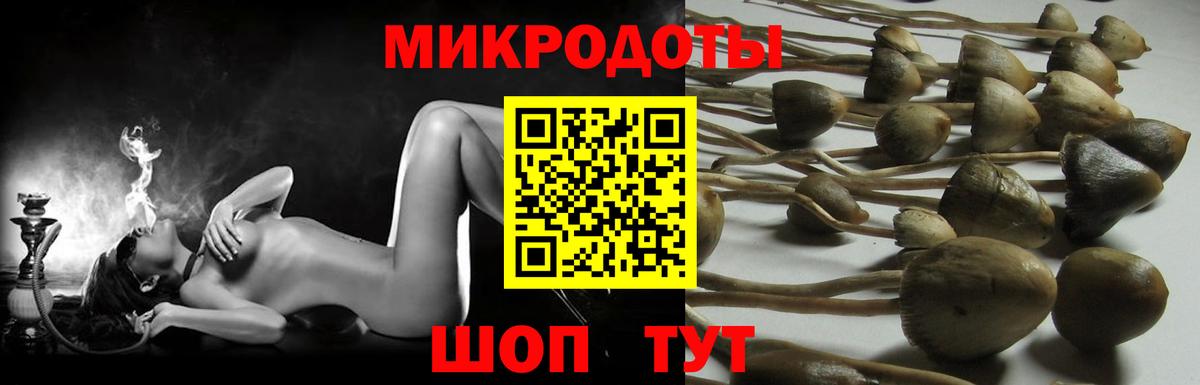 Псилоцибиновые грибы Psilocybe Стерлитамак